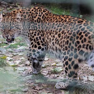 North Chinese Leopard (Panthera pardus japonensis)