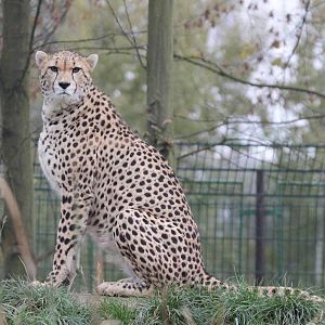 Cheetah (Acinonyx jubatus soemmeringii)