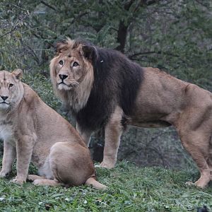 Barbary Lion (Panthera leo leo)