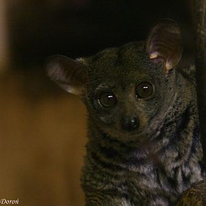 Small-eared Galago (Otolemur garnettii)