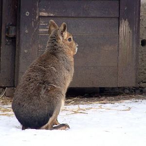 Dolichotis patagonum