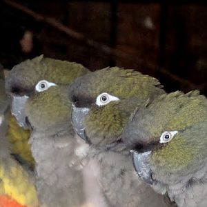 Cyanoliseus patagonus