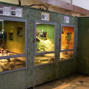 Terrariums of turtle