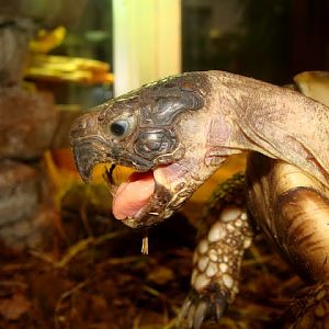 Testudo graeca ibera