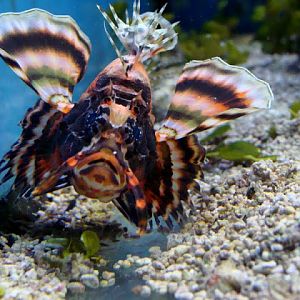 Dendrochirus biocellatus