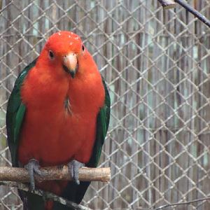 Alisterus scapularis