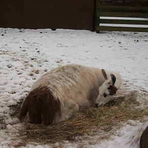Sewerby Zoo, there must be warmer places to lie 20th January 2013