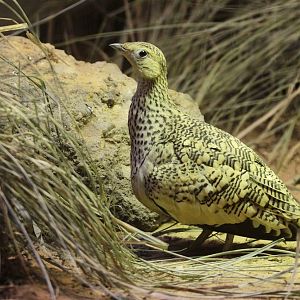 Chestnut-bellied Sandgrouse (Pterocles exustus erlangeri)