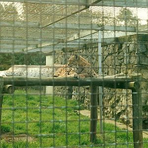 Lynx 26th October 1996