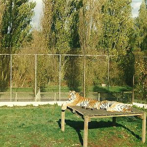 Siberian Tigers 26th October 1996