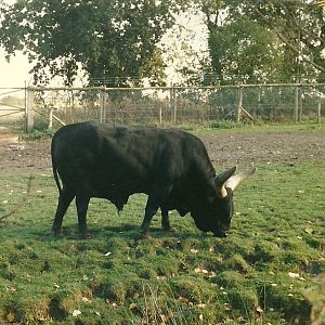 Ankole bull 26th October 1996