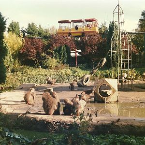 Baboon Island 26th October 1996