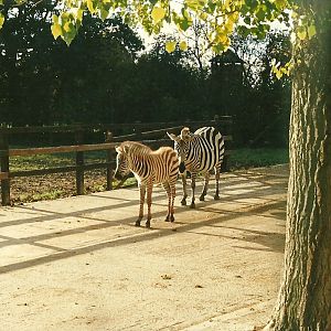 Grant's Zebras 26th October 1996