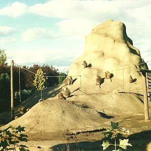 Baboon Island 26th October 1996