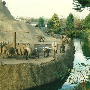 Baboon Island 26th October 1996