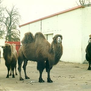 Bactrian Camels 26th October 1996