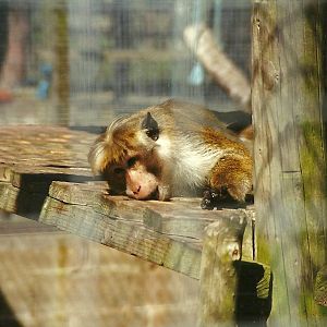Toque Macaque 19th July 1997