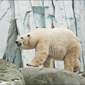 Polarbear at Hamburg