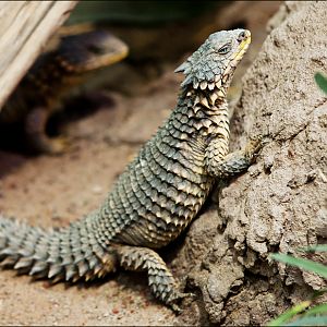Giant Girdled Lizard at Hamburg