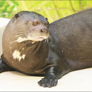 Gigant otter at Hamburg