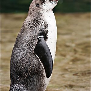 Penguin at Hamburg