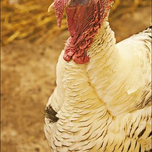 Domesticated turkey at Hamburg