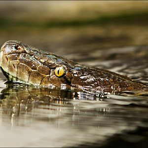 Reticulated python at Hamburg