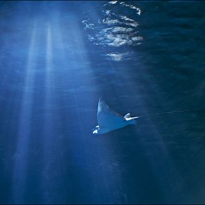 Sting-Ray at Hamburg