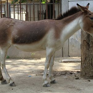 Tibetan Wild Ass (Equus kiang)