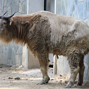 Golden Takin (Budorcas bedfordi)