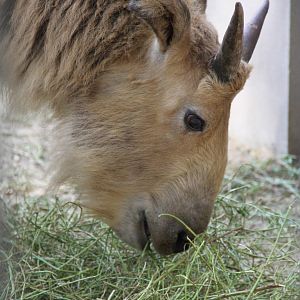 Young Golden Takin (Budorcas bedfordi)