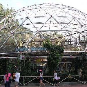 Snub-nosed monkey's complex