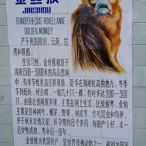 Signage: Golden Snub-nosed monkey (Rhinopithecus roxellana)
