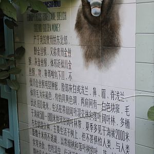 Signage: Guizhou snub-nosed monkey (Rhinopithecus brelichi)