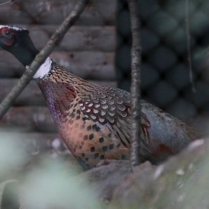 Korean pheasant (Phasianus colchicus karpowi) male