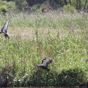 Pacific Black Ducks and Hardhead take flight
