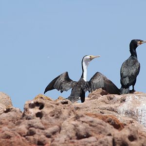 Great and Pied Cormorants