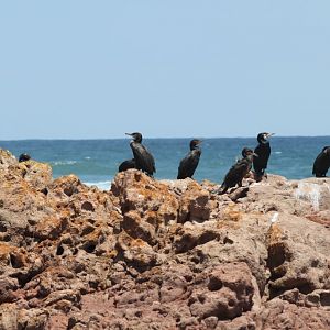 Great Cormorants