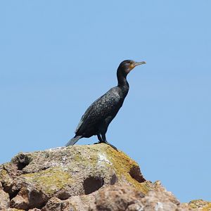Great Cormorant