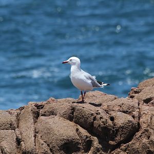 Silver Gull adult