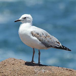 Silver Gull juvenile
