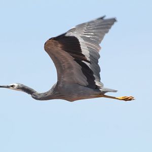 Whitefaced Heron