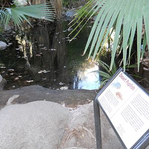 desert pupfish spring