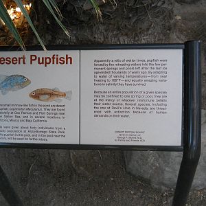 desert pupfish interpretive sign