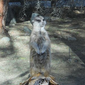 Meerkat enjoying new Living Desert meerkat exhibit