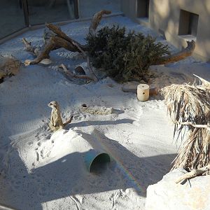 Half of new meerkat exhibit