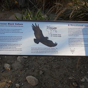 Eurasian black vulture info