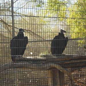 Eurasian black vultures