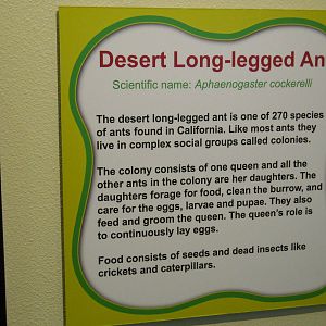 Discovery Center Ant Lab interpretation