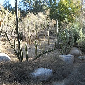 Columnar cactus garden